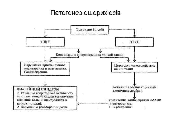 Патогенез ешерихіозів 