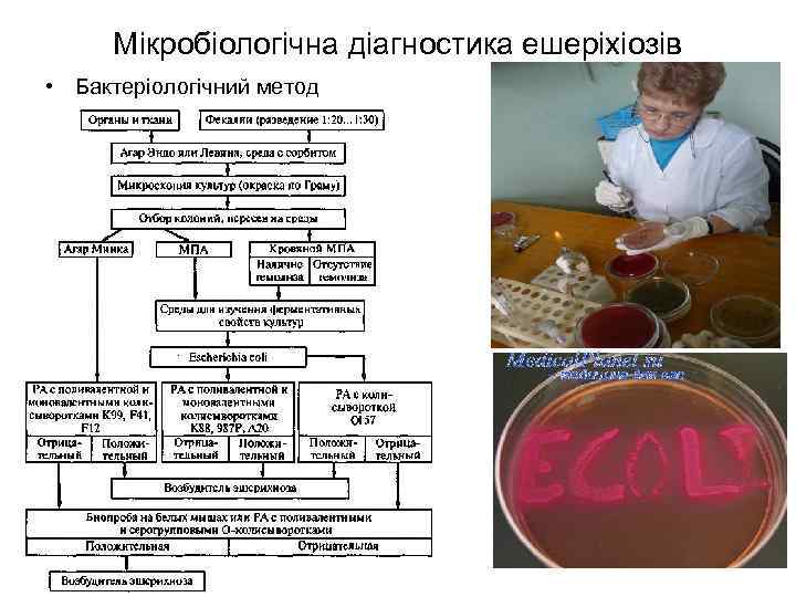 Мікробіологічна діагностика ешеріхіозів • Бактеріологічний метод 