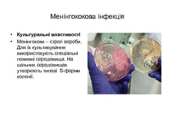 Менінгококова інфекція • Культуральні властивості • Менінгококи – строгі аероби. Для їх культивування використовують