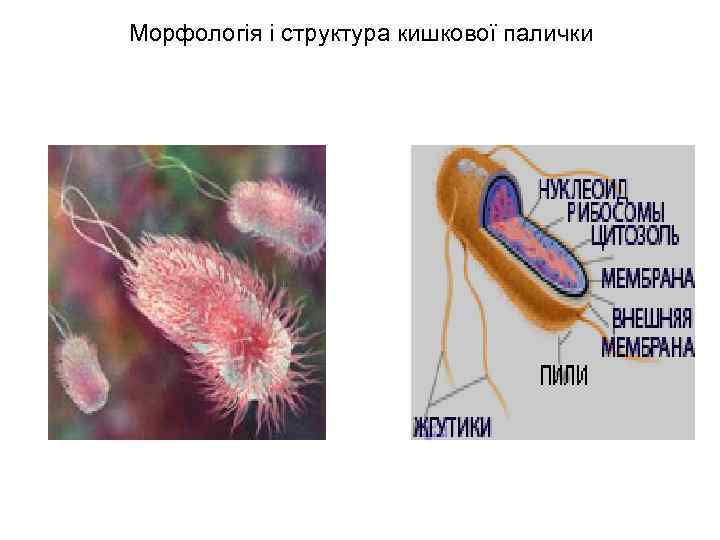 Морфологія і структура кишкової палички 