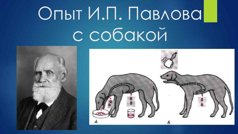Опыт И. П. Павлова с собакой 