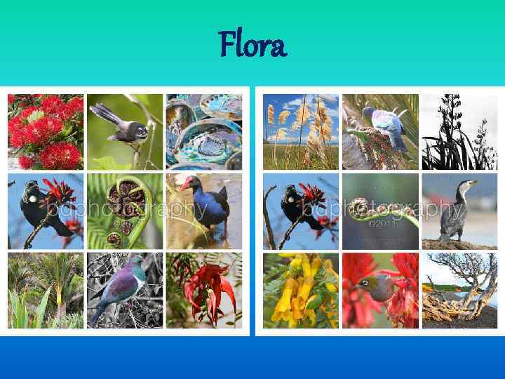 Flora 