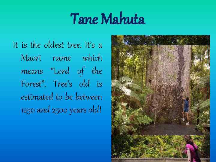 Tane Mahuta It is the oldest tree. It’s a Maori name which means “Lord