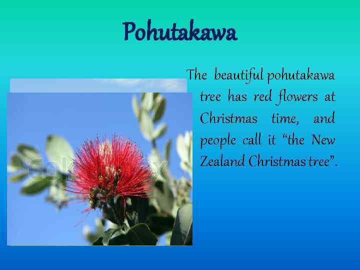 Pohutakawa The beautiful pohutakawa tree has red flowers at Christmas time, and people call