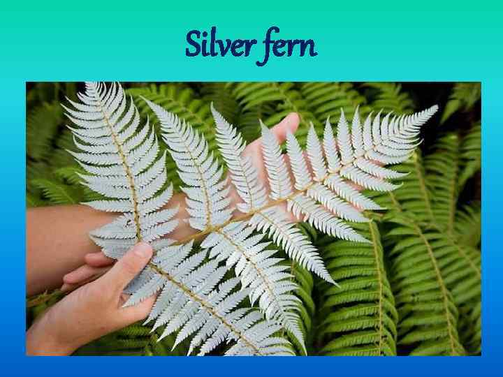 Silver fern The ancient silver fern can be found only in New Zealand. In