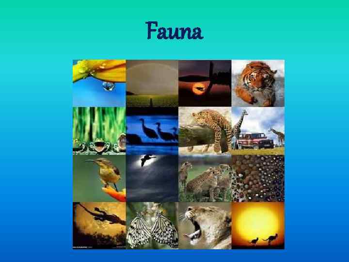 Fauna 