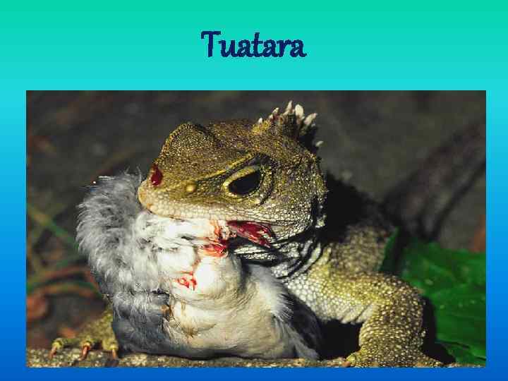 Tuatara The tuatara’s relatives were dinosaurs. It is about 60 centimeters long and has