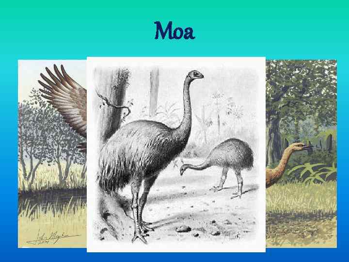 Moa There were many flightless birds in New Zealand. The biggest of them was