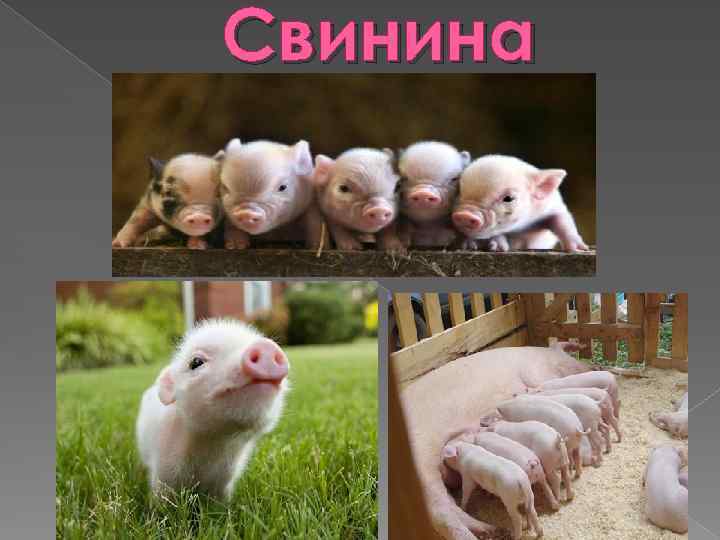 Свинина 