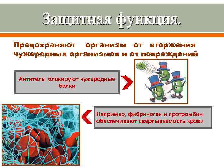 Защитная функция белка. Чужеродные для организма белки. Белки выполняющие защитную функцию в организме. Защитная функция белков состоит в. Белки защиты и нападения функции.