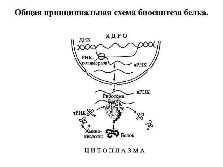 Общая принципиальная схема биосинтеза белка. 