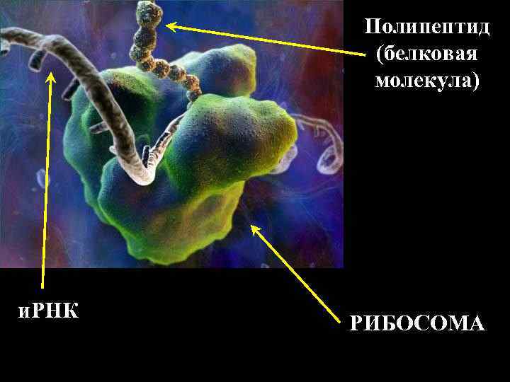 Полипептид (белковая молекула) и. РНК РИБОСОМА 