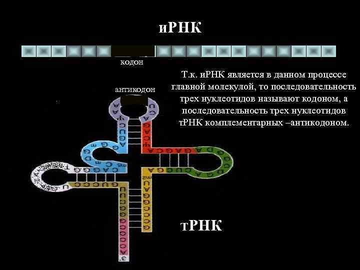 и. РНК кодон антикодон Т. к. и. РНК является в данном процессе главной молекулой,