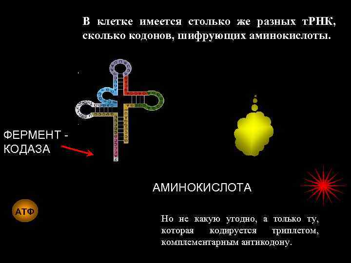В клетке имеется столько же разных т. РНК, сколько кодонов, шифрующих аминокислоты. ФЕРМЕНТ КОДАЗА