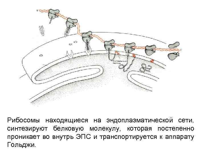 Рибосомы находящиеся на эндоплазматической сети, синтезируют белковую молекулу, которая постепенно проникает во внутрь ЭПС