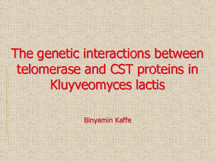 The genetic interactions between telomerase and CST proteins in Kluyveomyces lactis Binyamin Kaffe 