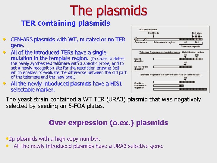 The plasmids TER containing plasmids • CEN-ARS plasmids with WT, mutated or no TER