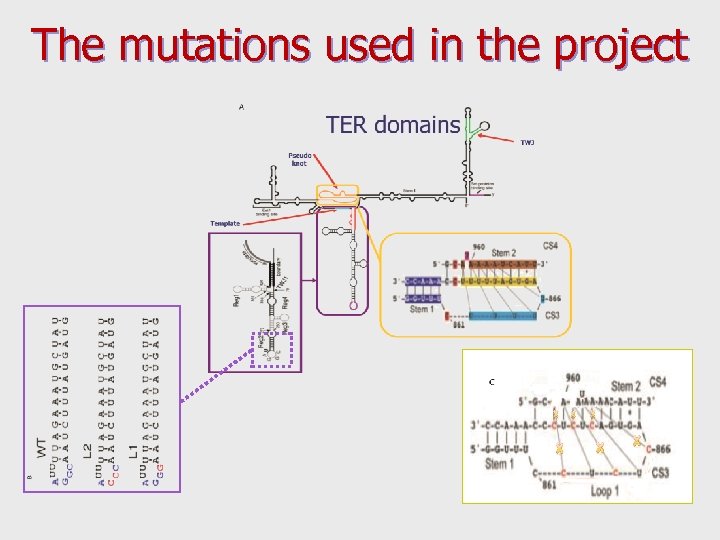 The mutations used in the project 