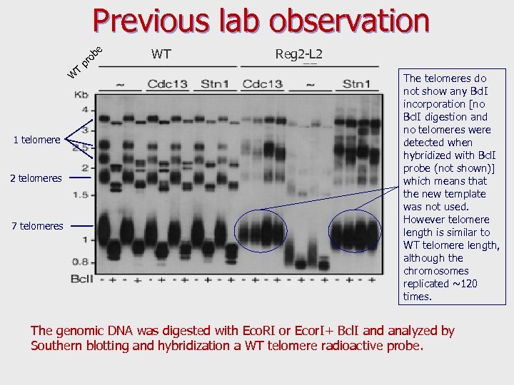 W T pr ob e Previous lab observation 1 telomere 2 telomeres 7 telomeres