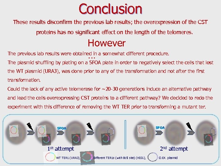 Conclusion These results disconfirm the previous lab results; the overexpression of the CST proteins
