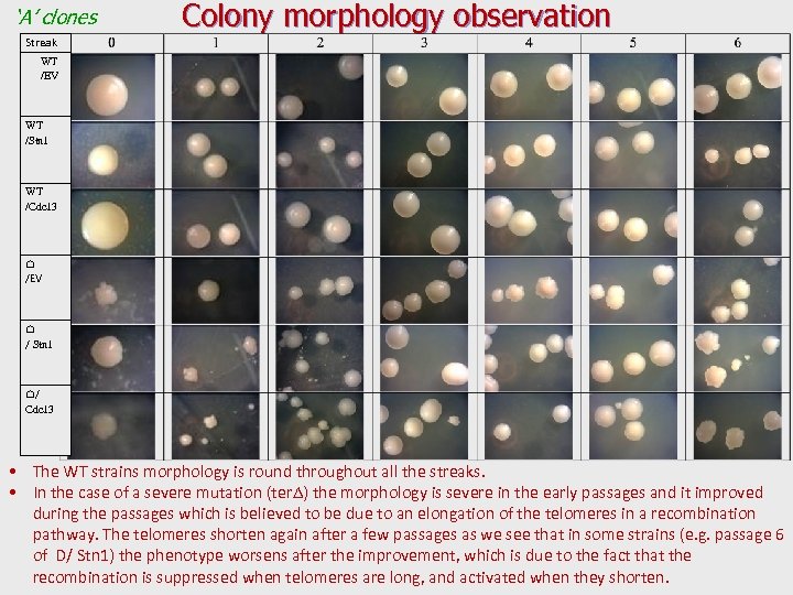 ‘A’ clones Colony morphology observation Streak WT /EV WT /Stn 1 WT /Cdc 13