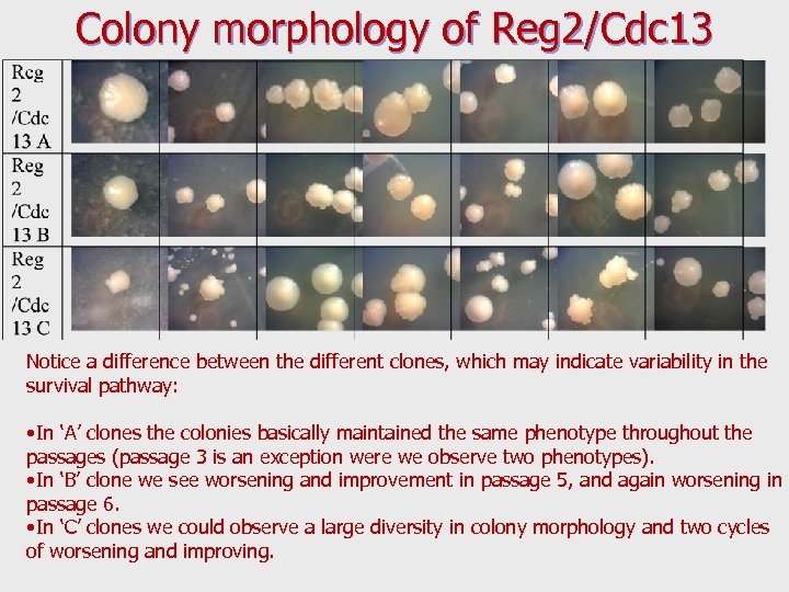 Colony morphology of Reg 2/Cdc 13 Notice a difference between the different clones, which