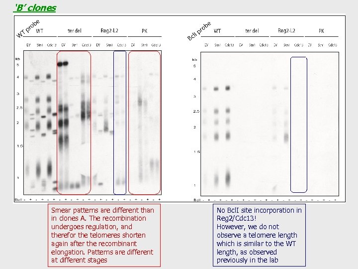 ‘B’ clones Smear patterns are different than in clones A. The recombination undergoes regulation,