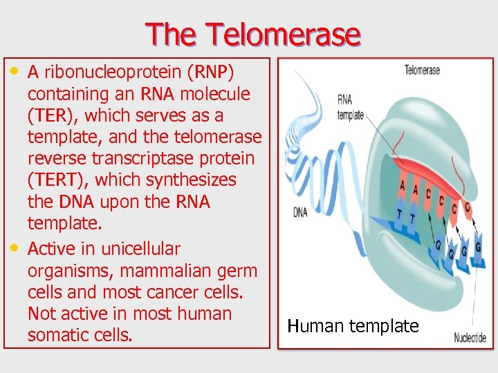 The Telomerase • A ribonucleoprotein (RNP) • containing an RNA molecule (TER), which serves