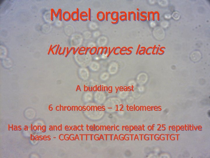 Model organism Kluyveromyces lactis A budding yeast 6 chromosomes – 12 telomeres Has a