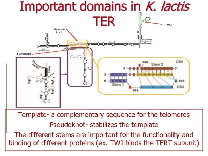 Important domains in K. lactis TER Template- a complementary sequence for the telomeres Pseudoknot-