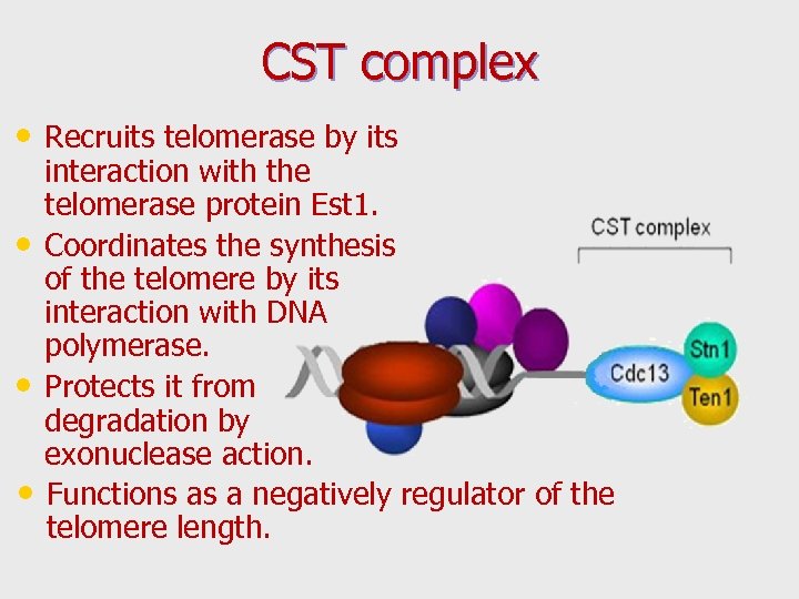 CST complex • Recruits telomerase by its • • • interaction with the telomerase