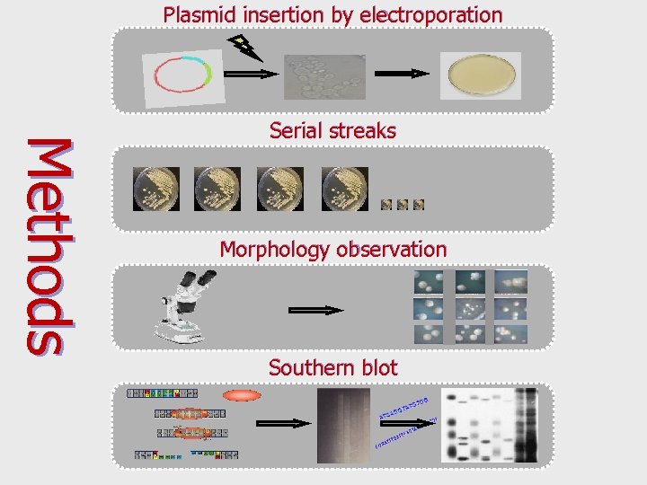 Plasmid insertion by electroporation M eth o d s Serial streaks Morphology observation Southern