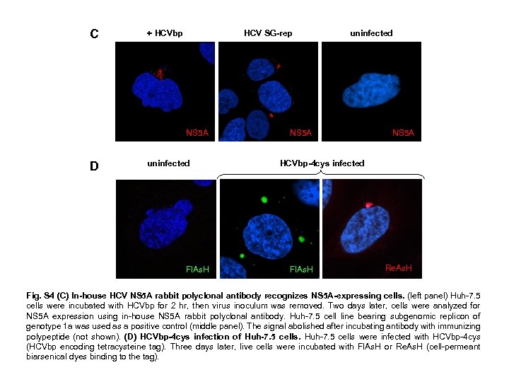 C + HCVbp HCV SG-rep NS 5 A D uninfected FIAs. H uninfected NS
