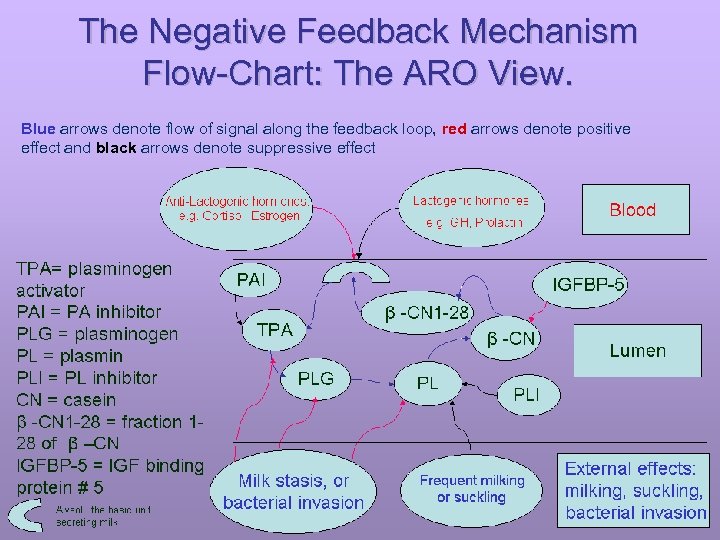 The Negative Feedback Mechanism Flow-Chart: The ARO View. Blue arrows denote flow of signal