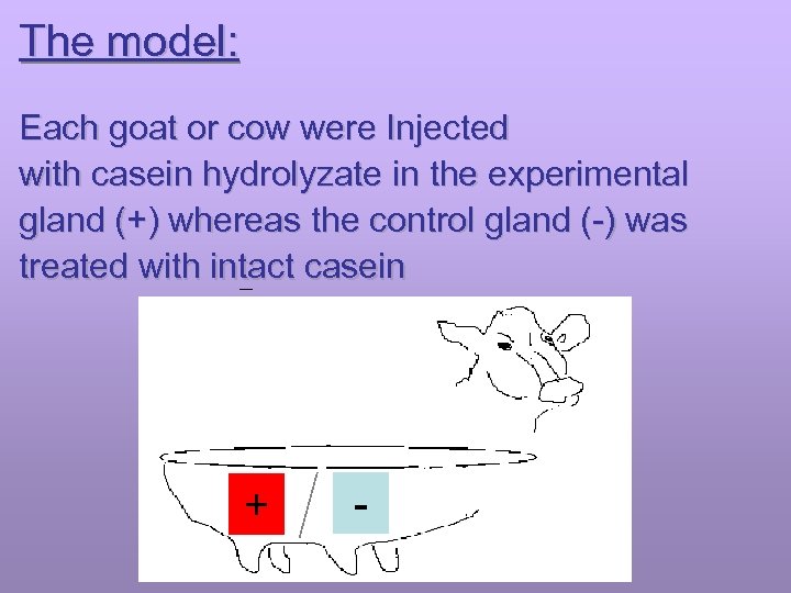 The model: Each goat or cow were Injected with casein hydrolyzate in the experimental