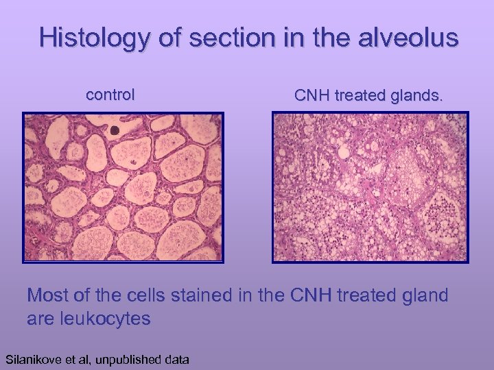 Histology of section in the alveolus control CNH treated glands. Most of the cells