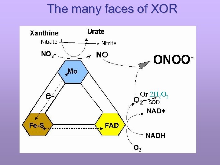 The many faces of XOR Nitrate Nitrite Or 2 H 2 O 2 SOD