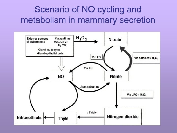 Scenario of NO cycling and metabolism in mammary secretion 