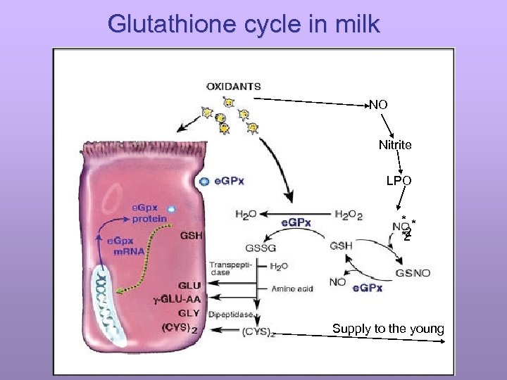 Glutathione cycle in milk NO Nitrite LPO ** *2 2 Supply to the young