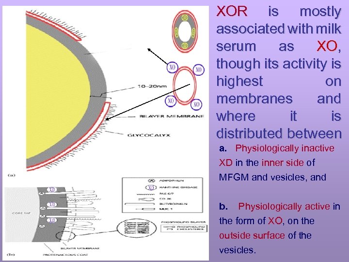 XOR is mostly associated with milk serum as XO, though its activity is highest