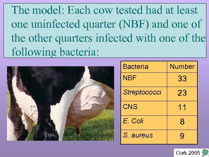 The model: Each cow tested had at least one uninfected quarter (NBF) and one