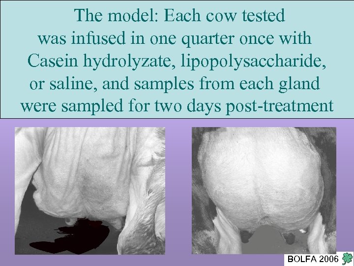 The model: Each cow tested was infused in one quarter once with Casein hydrolyzate,