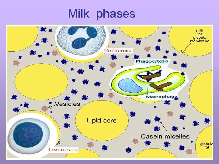 Milk phases 