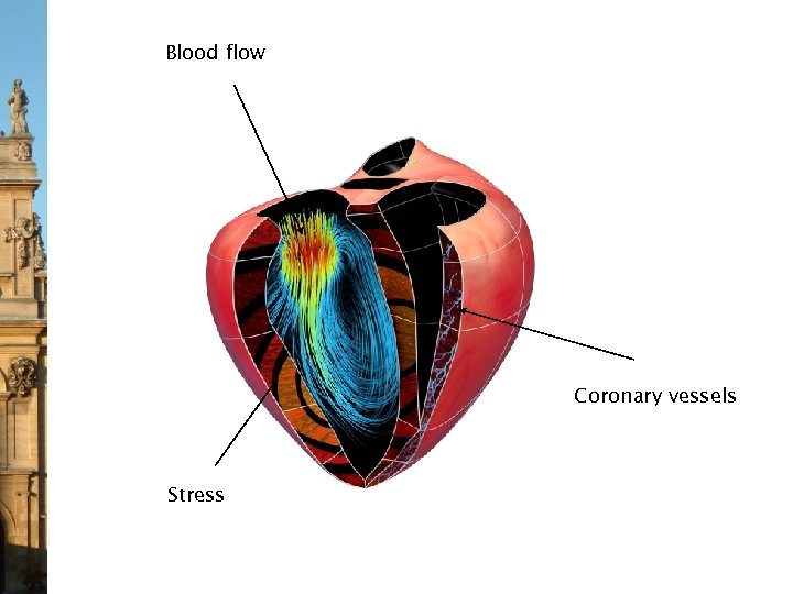 Blood flow Coronary vessels Stress 