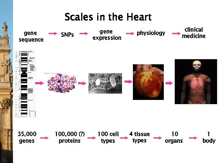 Scales in the Heart gene sequence 35, 000 genes SNPs 100, 000 (? )