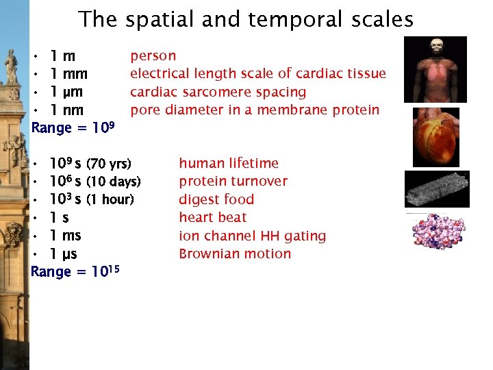 The spatial and temporal scales • 1 m • 1 mm • 1 µm