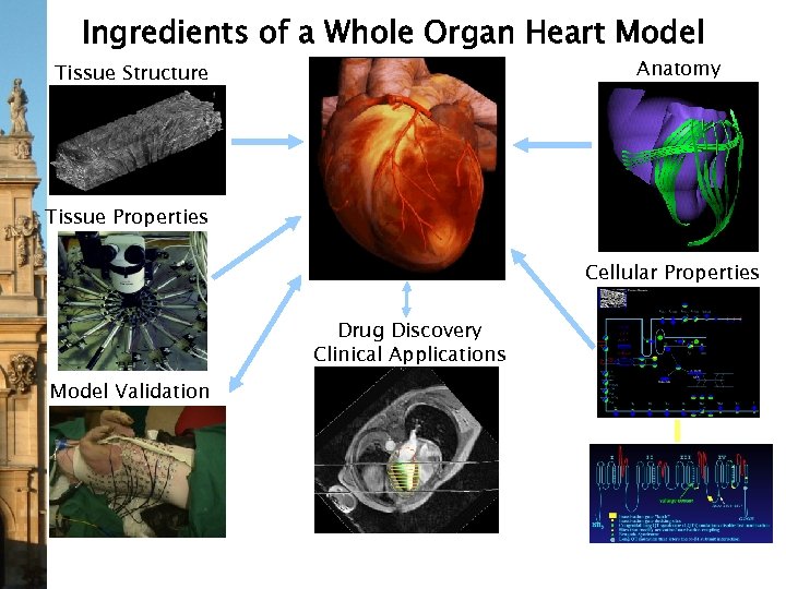 Ingredients of a Whole Organ Heart Model Anatomy Tissue Structure Tissue Properties Cellular Properties
