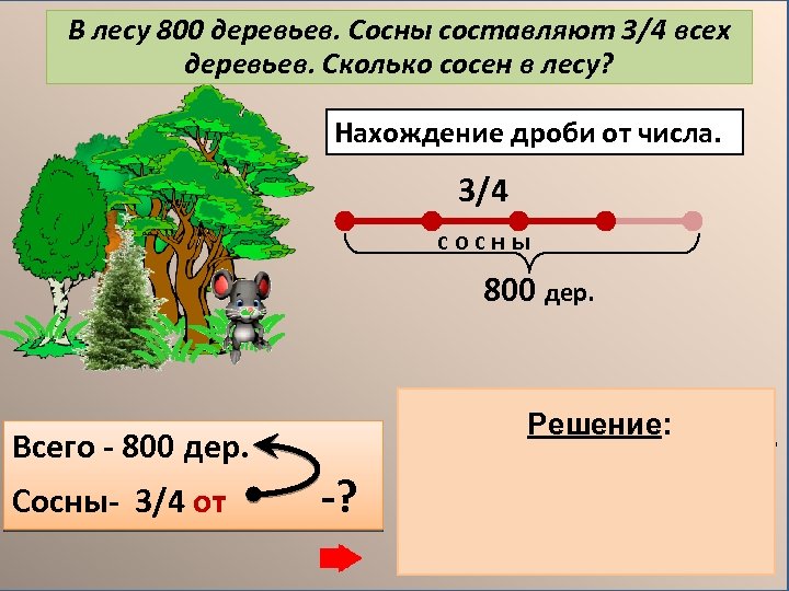 В лесу 800 деревьев. Сосны составляют 3/4 всех деревьев. Сколько сосен в лесу? Нахождение