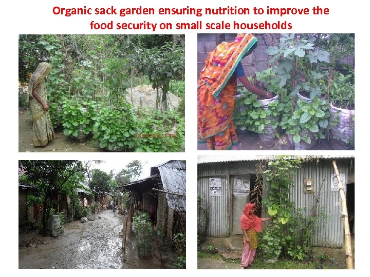 Organic sack garden ensuring nutrition to improve the food security on small scale households