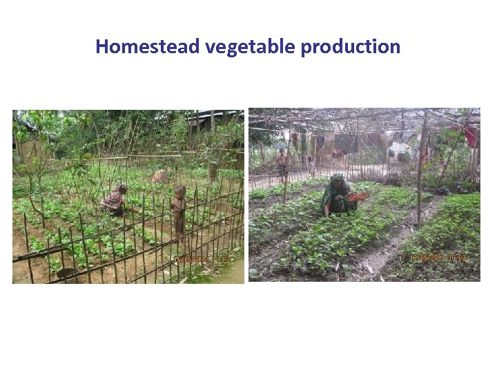 Homestead vegetable production 